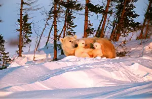 Touching: POLAR BEAR - adult with two cubs