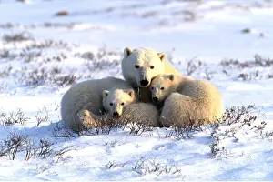 Temperature: POLAR BEAR - adult & two cubs huddled together