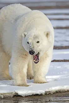 Growling: Polar Bear adult female Autumn