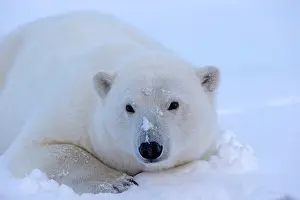 Barrier: Polar Bear - adult female along a barrier island