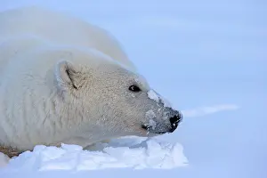 Barrier: Polar Bear - adult female along a barrier island