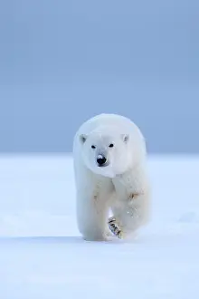 Barrier: Polar Bear - adult female along a barrier island