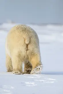 Backside: Polar Bear adult female in the snow rear view Autumn
