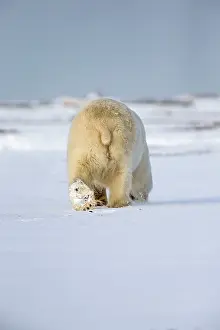 Backside: Polar Bear adult female in the snow rear view Autumn