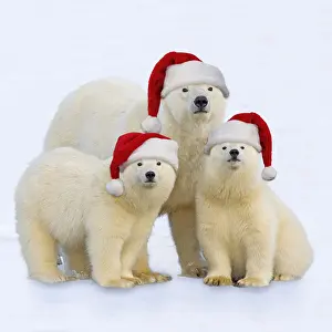 101019: Polar Bear - adult female with one year old cubs