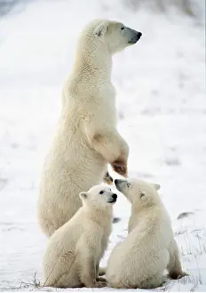Guarding: POLAR BEAR - adult on hind legs, with two cubs