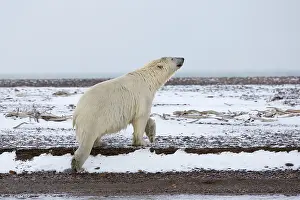 Scenting: Polar Bear Autumn