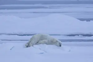 100118: Polar Bear - bear resting on ice floe - Svalbard, Norway
