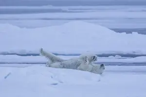 Thalarctos: Polar Bear - bear resting on ice floe - Svalbard, Norway