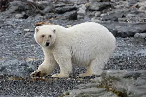 Thalarctos: Polar Bear - bear walking on land - Svalbard