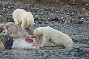 Sperm: Polar Bear - bears feeding on the carcass of a Sperm