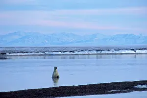 Beaufort: Polar Bear - in Beaufort Sea along the shore of the Arctic
