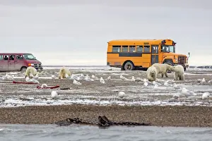 Buses: Polar Bear at the bone pile Autumn