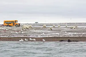 Buses: Polar Bear at the bone pile Autumn