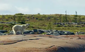Manitoba: Polar bear catching a scent in the air along the coast of