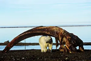 Checking: Polar Bear - checking out the remains of a bowhead