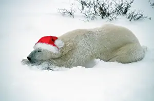 Capationable: Polar Bear - with Christmas hat