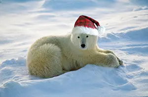 Capationable: Polar Bear - with Christmas hat