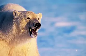 Scary: Polar Bear - close-up