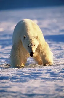Level: Polar Bear - close-up