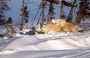 Cuddling: POLAR BEAR & CUB ON BACK