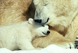 Sleeping: POLAR BEAR & cub