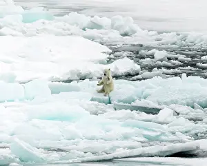 Renato Granieri: Polar Bear cub on ice