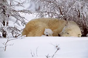 Touching: POLAR BEAR - and cub sleeping