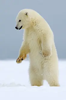 Barrier: Polar Bear - cub standing - along a barrier island