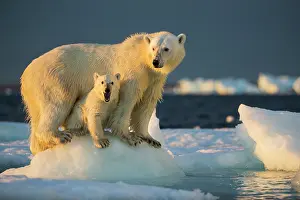 Beneath: Polar Bear Cub (Ursus maritimus) beneath mother