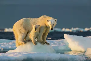 Beneath: Polar Bear Cub (Ursus maritimus) beneath mother