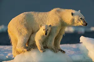 Peace: Polar Bear Cub (Ursus maritimus) beneath mother