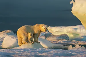 Peace: Polar Bear Cub (Ursus maritimus) beneath mother