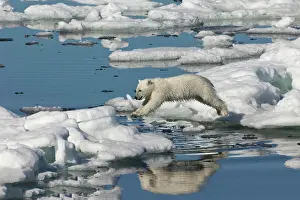 Sidewards: Polar bear cub (Ursus maritimus) jumping, Svalbard