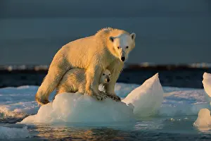 Floe: Polar Bear Cub (Ursus maritimus) by mother while