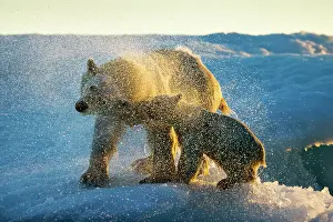 Shakes: Polar Bear and Cub (Ursus maritimus) shakes off