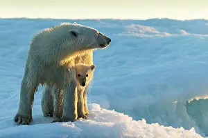 Hudson: Polar Bear and Cub (Ursus maritimus) standing on