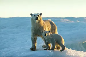 Maritimus: Polar Bear and Cub (Ursus maritimus) standing on