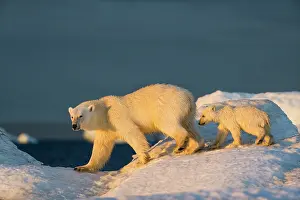 Floe: Polar Bear Cub (Ursus maritimus) walking with mother