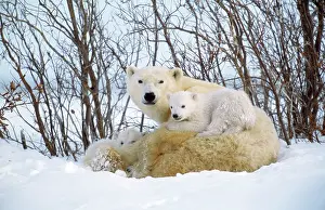 Backs: Polar Bear - with cubs