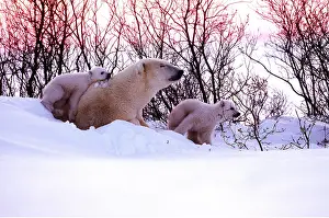 Touching: POLAR BEAR - with two cubs, one on adults back