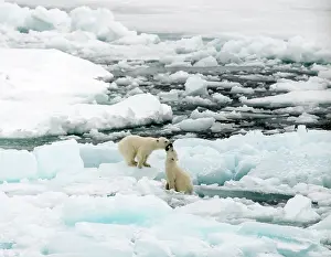 Renato Granieri: Polar Bear cubs playing on ice