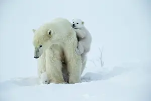 Wake: Polar bear and her cubs wake from their den in spring