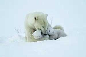 Wake: Polar bear and her cubs wake from their den in spring