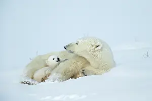 Wake: Polar bear and her cubs wake from their den in spring