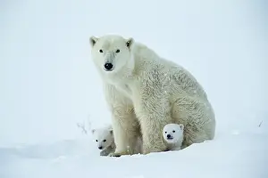 Wake: Polar bear and her cubs wake from their den in spring