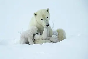 Wake: Polar bear and her cubs wake from their den in spring