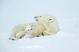 Warmth: Polar bear and her cubs wake from their den in spring