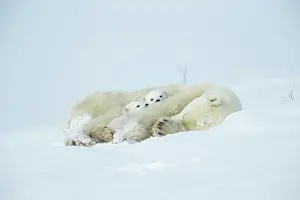 Wake: Polar bear and her cubs wake from their den in spring