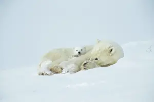 Wake: Polar bear and her cubs wake from their den in spring